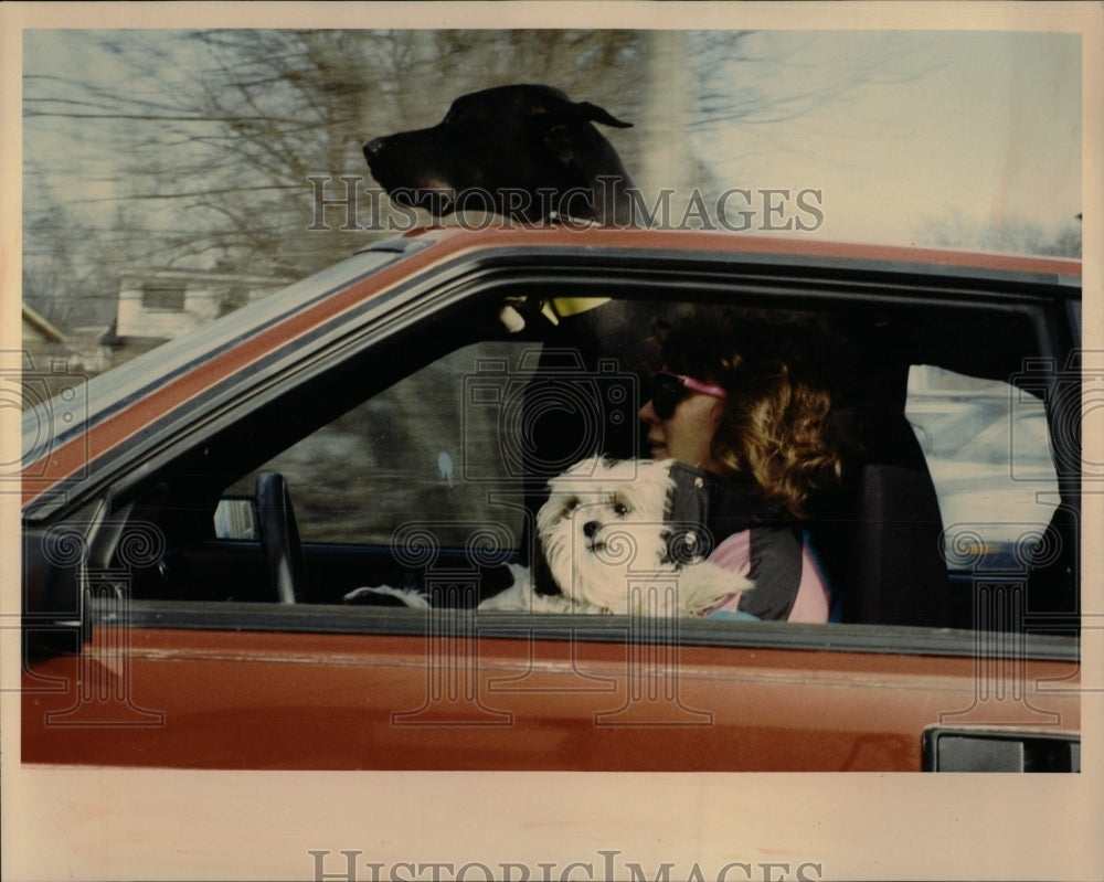 1991 Press Photo Great Dane Maxi Chicago Ridge Rider - RRW88413 - Historic Images