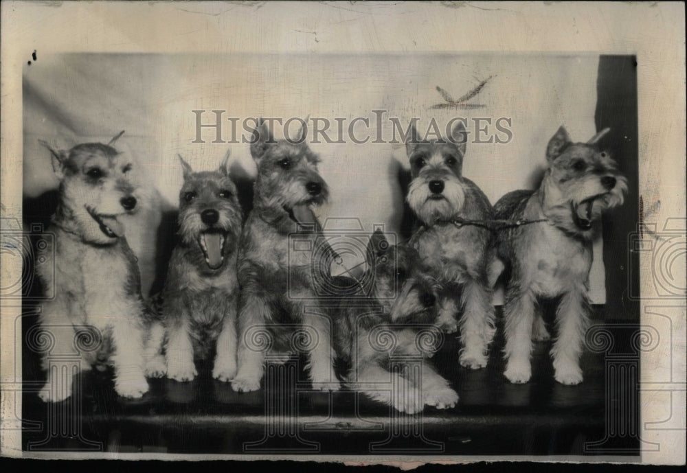 1968 Press Photo Six Miniature Schnauzers Madison Grace - RRW88495 - Historic Images