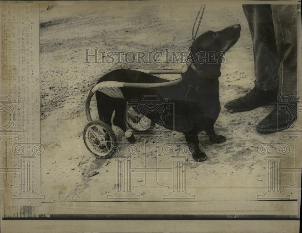 1969 Press Photo Man dog animal injuries ground chain - RRW88499 - Historic Images