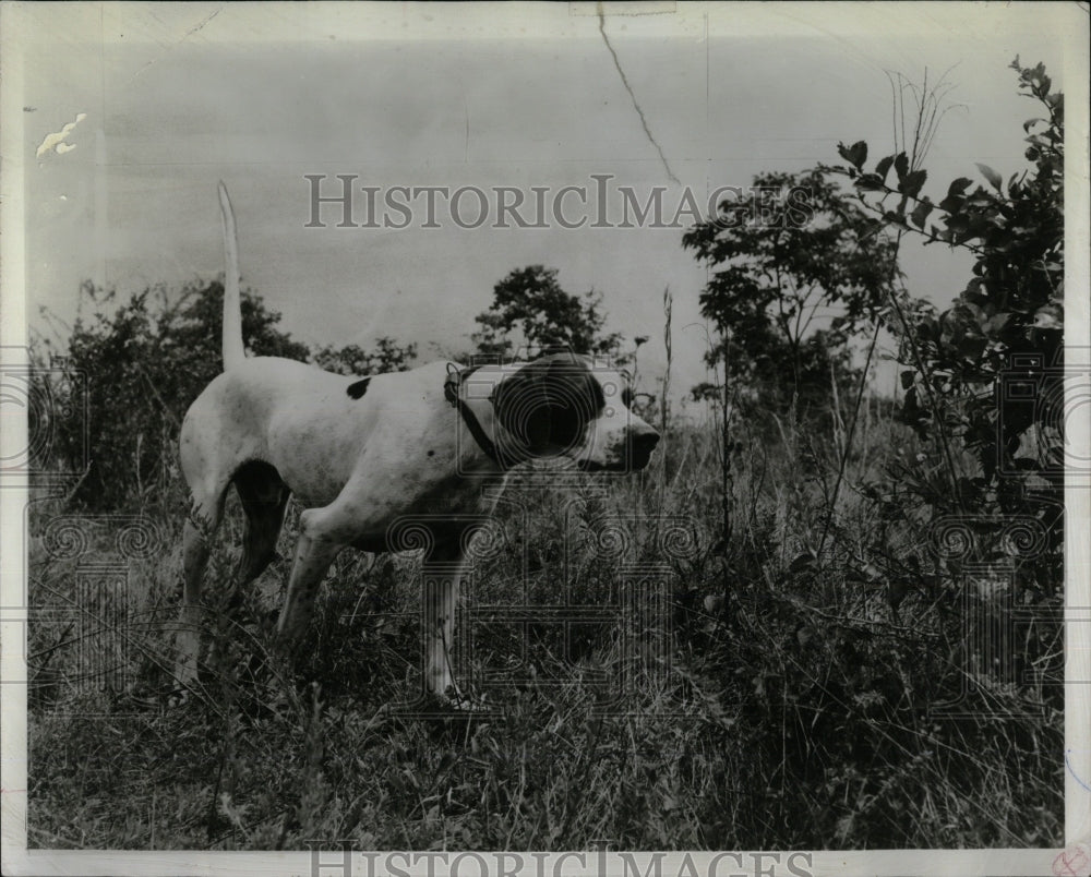 1969 Press Photo Purina Award Top Field Trial Bird Dog - RRW88515 - Historic Images