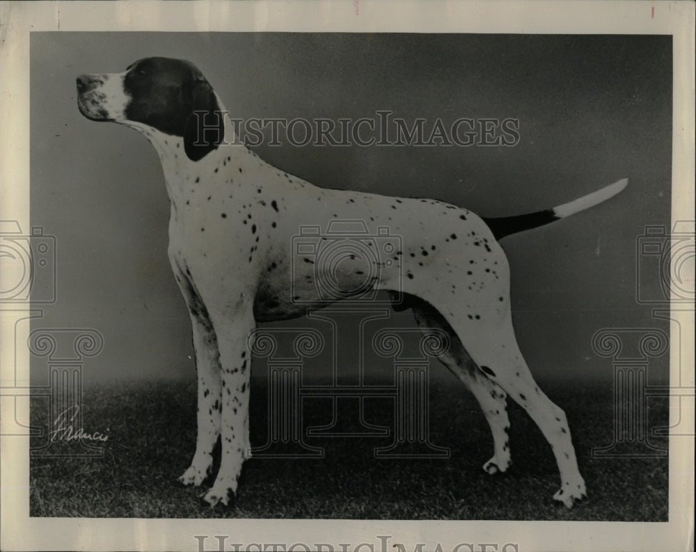 1967 Press Photo Adele Dow Hunting Breed Pointer Group - RRW88529 - Historic Images