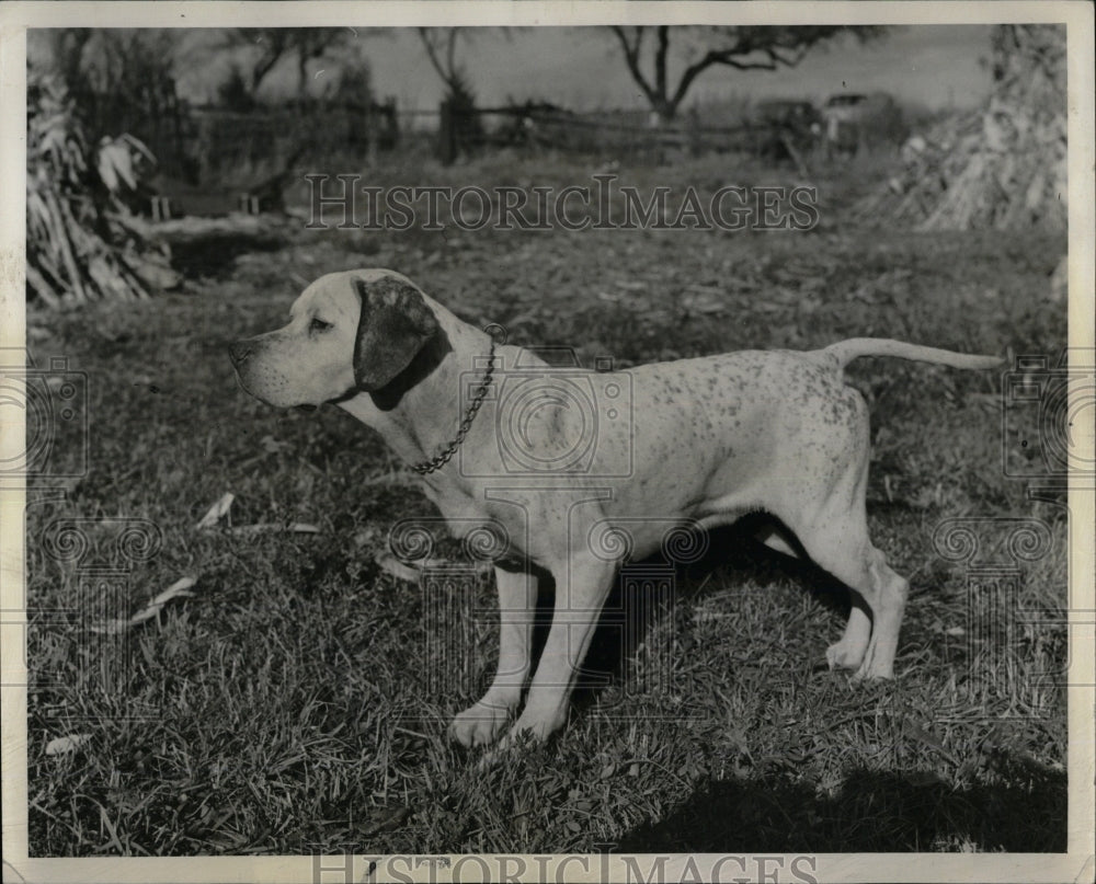 1963 Press Photo English Pointer Murdcok Pet Animal Dog - RRW88531 - Historic Images