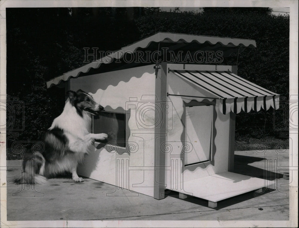 1962 Press Photo PUP DOG HOUSE SMALL SHED SHELTER - RRW88537 - Historic Images