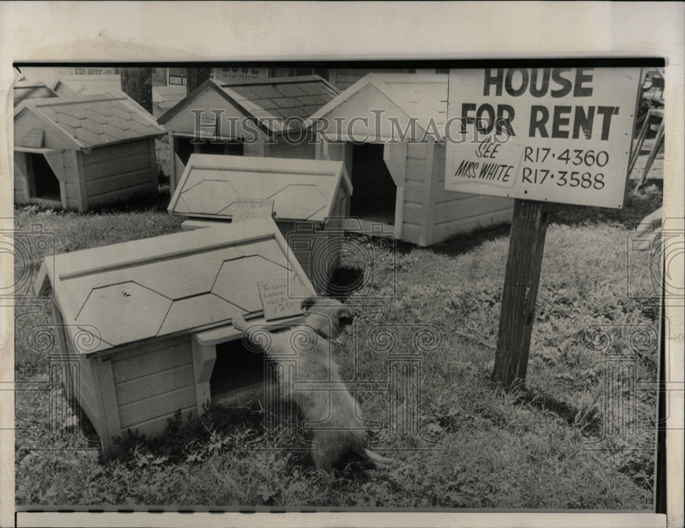 1961 Press Photo Bullet Pooch Pet Dogs Chciago - RRW88543 - Historic Images