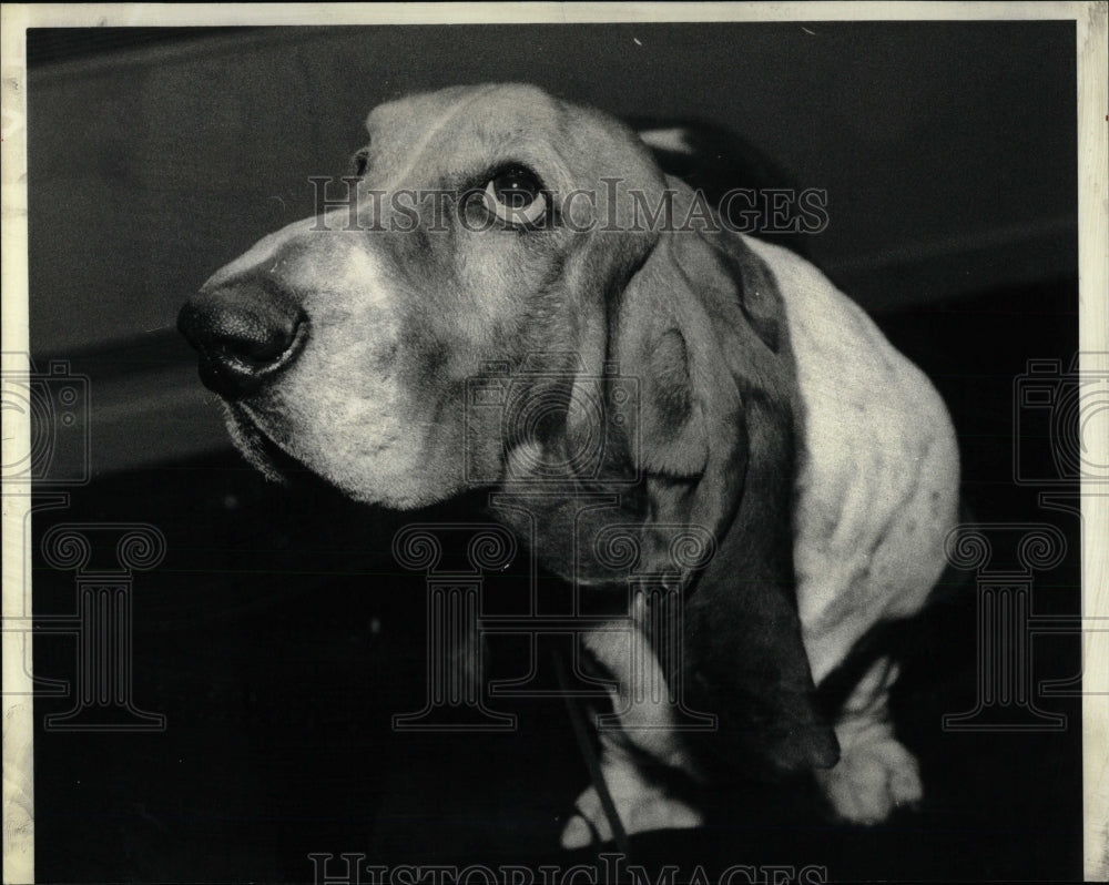 Press Photo Basset Hound Breed Dog Show - RRW88557 - Historic Images