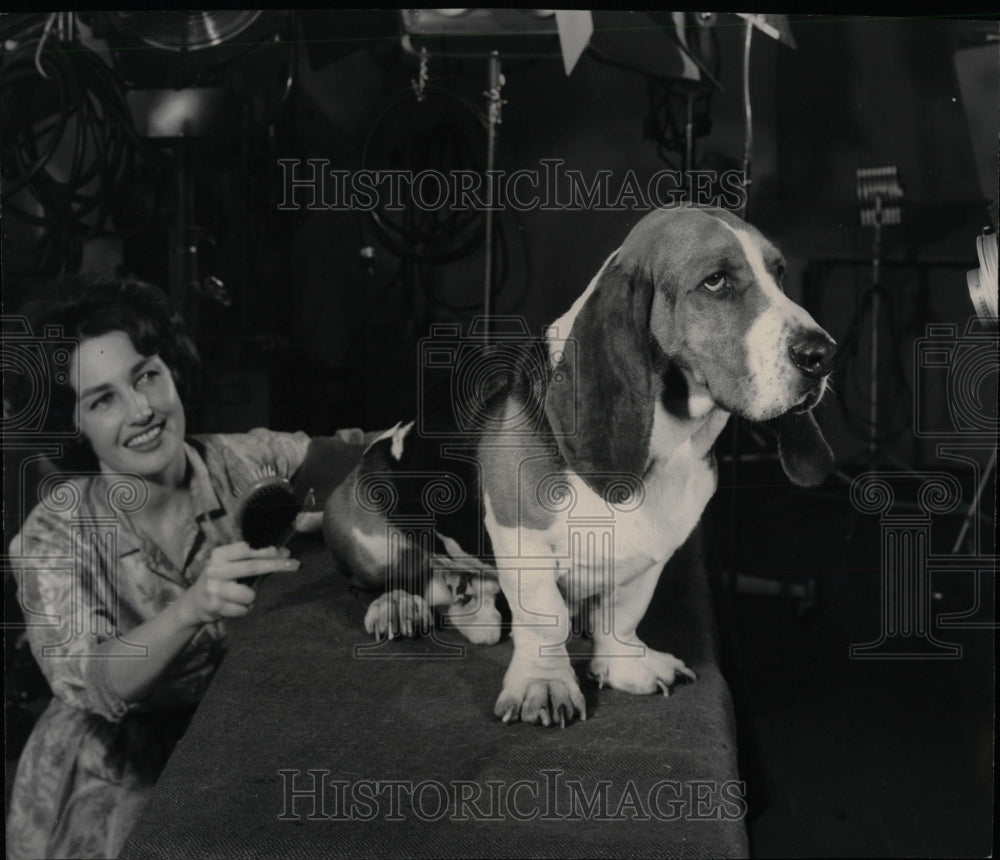 Press Photo Basset Hound Dog Breed - RRW88559 - Historic Images