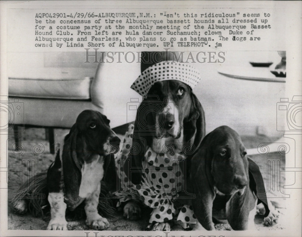 1966 Press Photo Linda Short Costumed Basset Hounds - RRW88569 - Historic Images