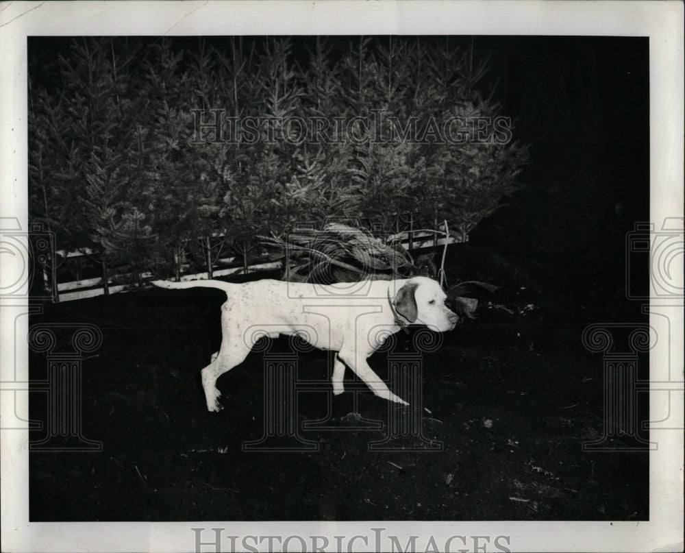 1964 Press Photo International Dog Show Pointer Chicago - RRW88575 - Historic Images