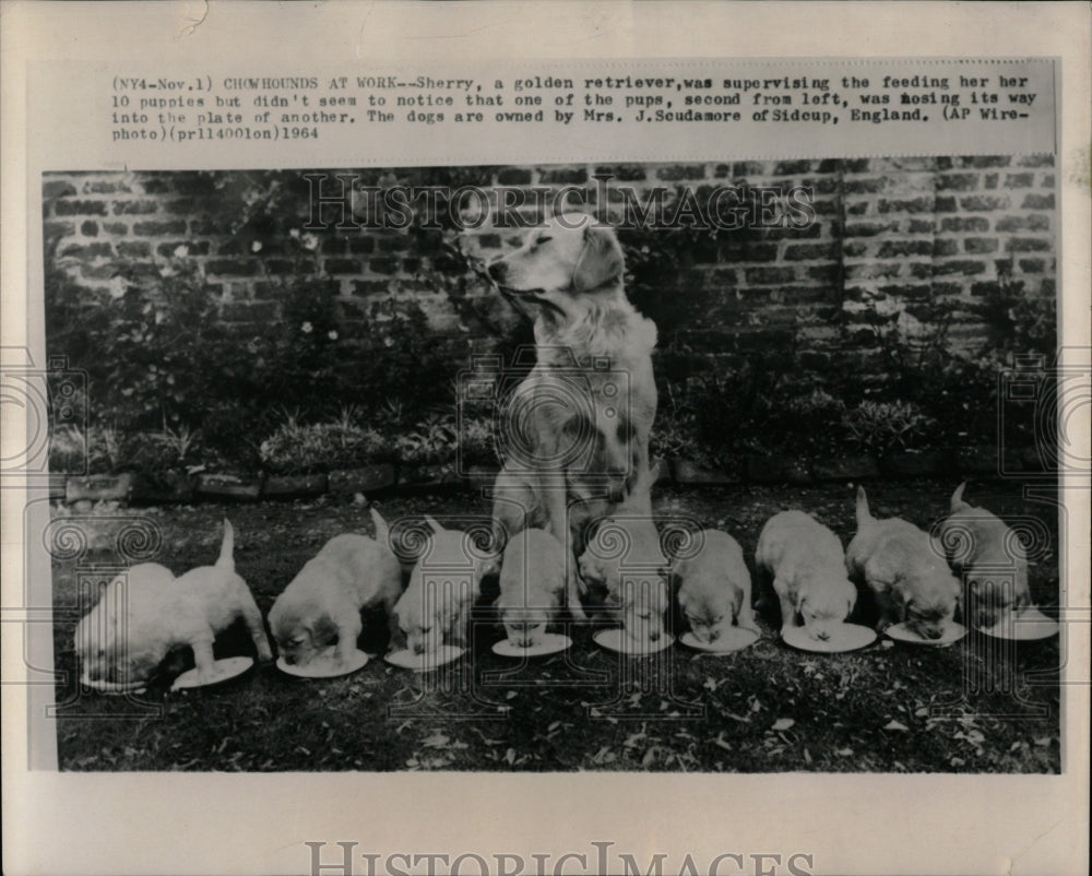 1964 Press Photo Sherry Golden Retriever Dogs Breed - RRW88583 - Historic Images