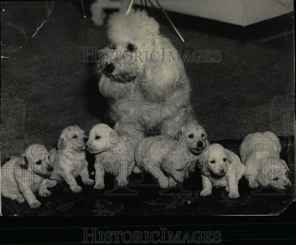 1960 Press Photo White Toy Poodle Pet Dogs Chicago - RRW88587 - Historic Images