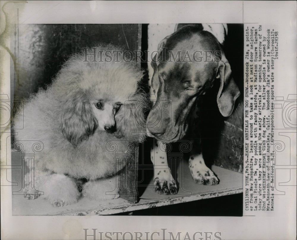 1958 Press Photo La Gai Ficcle De English Pointer Dogs - RRW88591 - Historic Images