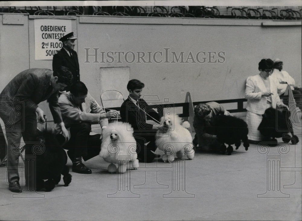 1968 Press Photo Miniature Poodles Pet Dogs Chicago - RRW88593 - Historic Images