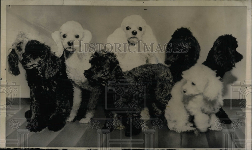 1959 Press Photo Mrs. Leicester Harrison Poodles Ransom - RRW88595 - Historic Images