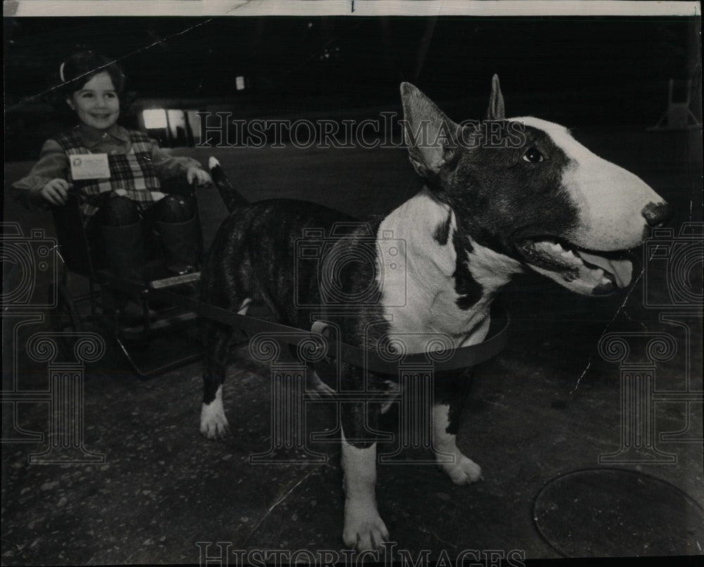 1971 Press Photo Bull Terrier Dogs Show Preview - RRW88601 - Historic Images