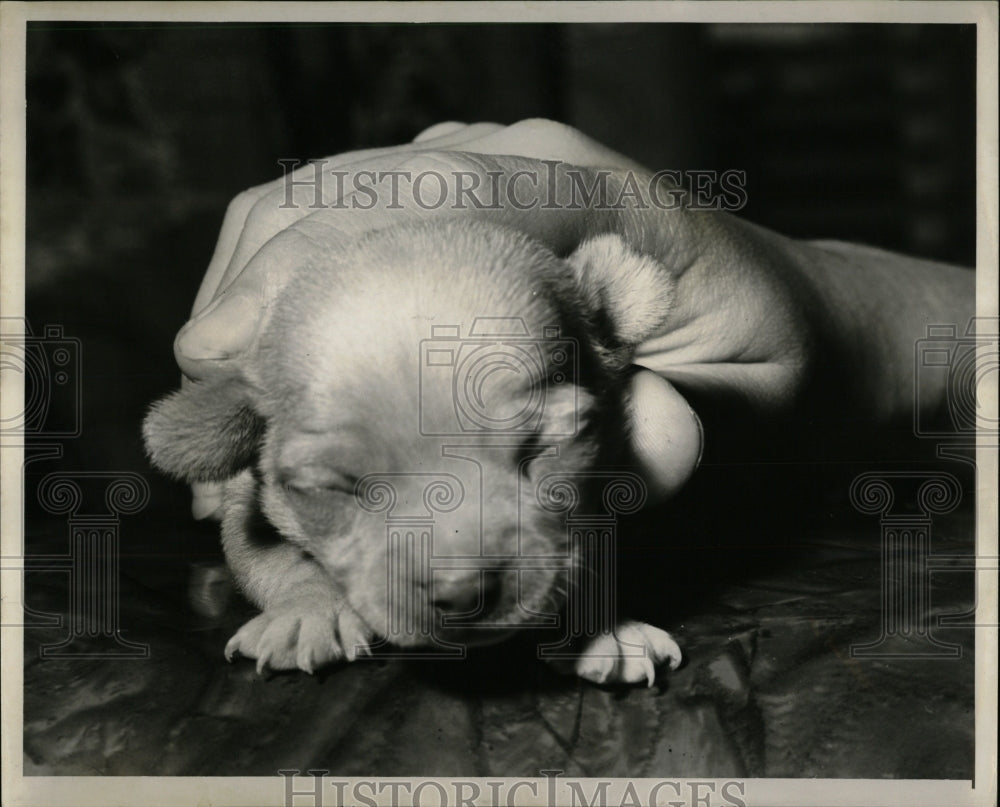 1957 Press Photo Chiwawa dog &quot;Pinky&quot; Give Birth - RRW88623 - Historic Images