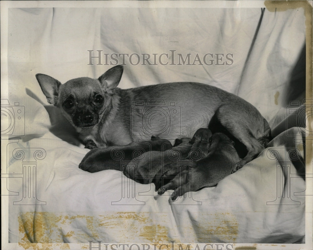 1962 Press Photo Dogs Chihuahua Birth Tiniest Cha-Cha - RRW88625 - Historic Images