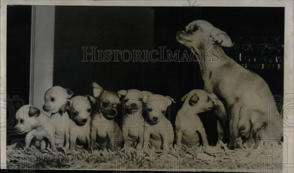 1955 Press Photo Chihuahua Breed Dog Raymond Miller - RRW88627 - Historic Images