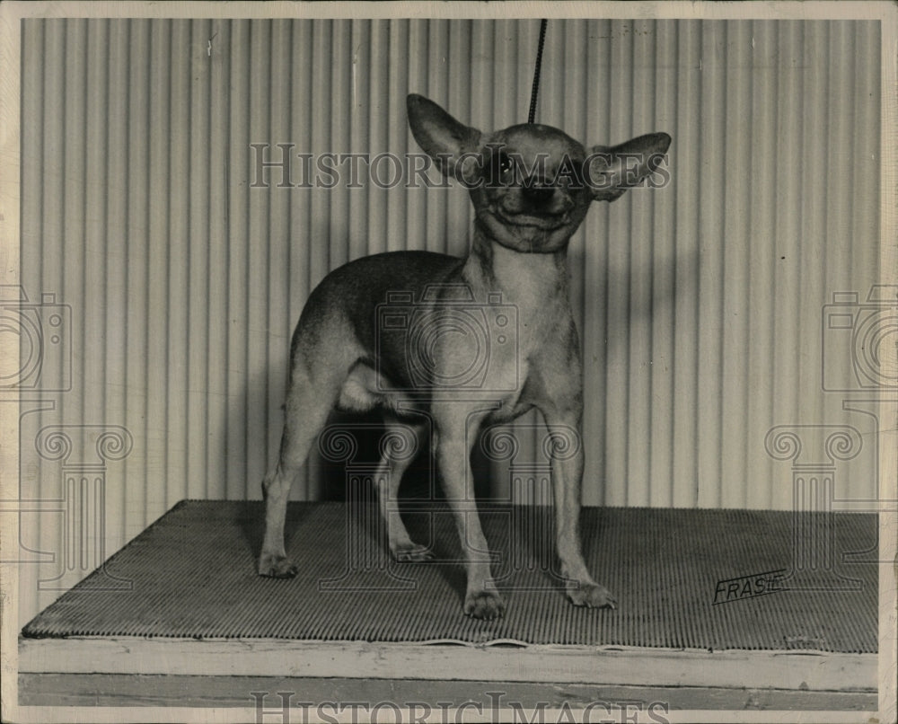 1952 Press Photo DOG CHIHUAHUA WESTERN CLUB SHOW - RRW88629 - Historic Images