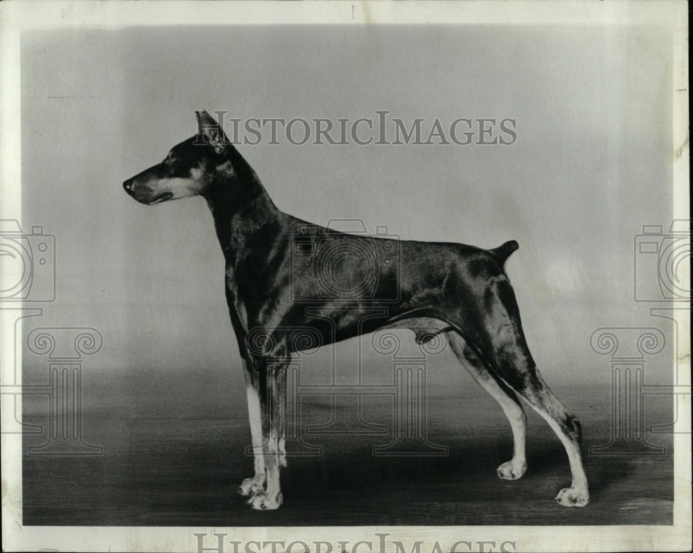 1971 Press Photo Doberman Pinscher - RRW88651 - Historic Images