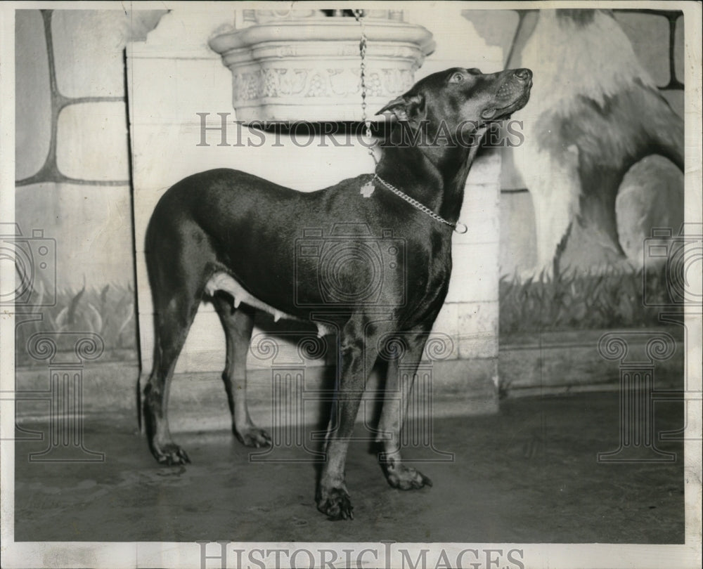 1956 Press Photo Tootsie Doberman Pinscher Chicago - RRW88655 - Historic Images