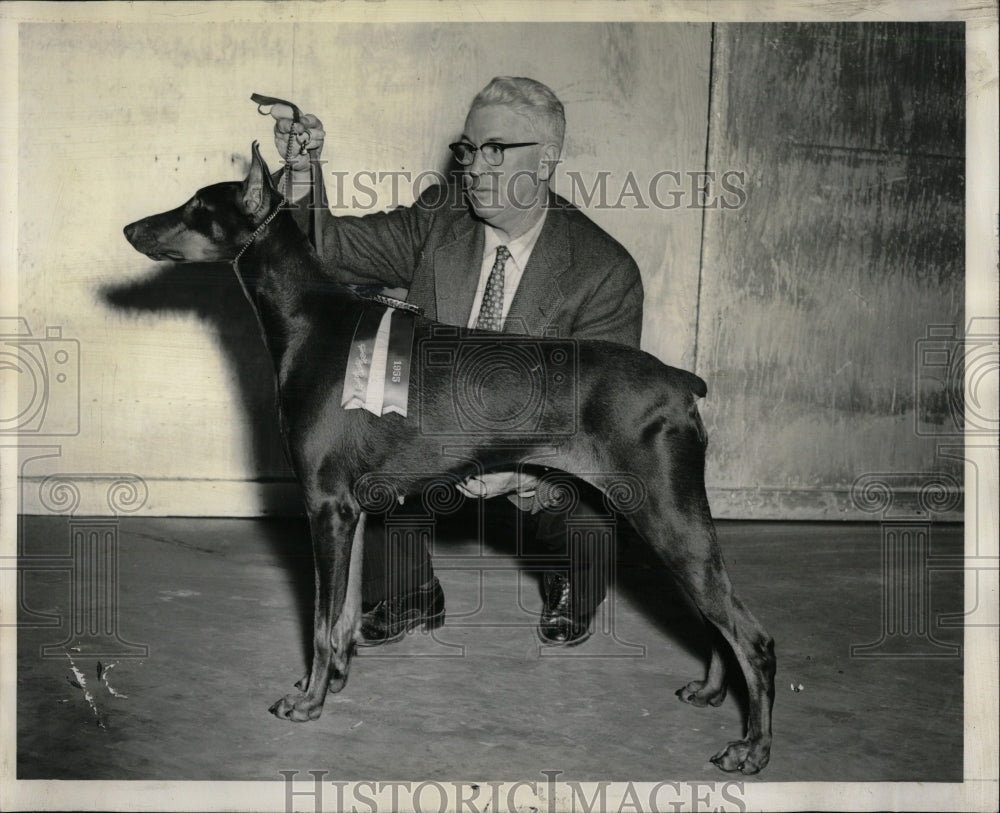 1955 Press Photo V B Rhinegold Best of Dobermans Dogs - RRW88657 - Historic Images