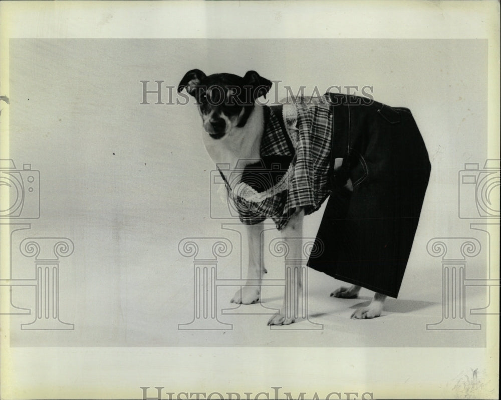 1983 Press Photo Dogs Clothing Along Lil Doggies Outfit - RRW88695 - Historic Images