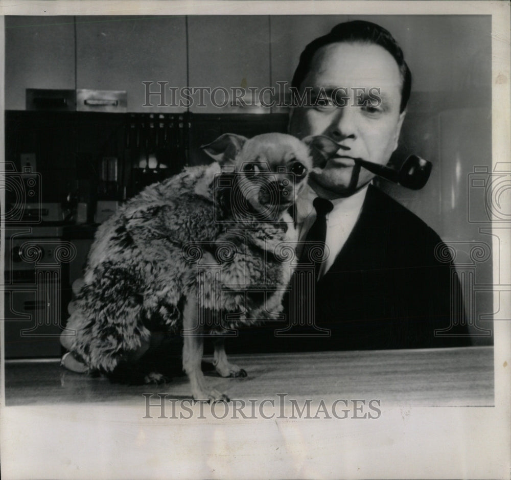 1963 Press Photo Chihuahua Chinchilla Coat Pet Dog Mich - RRW88697 - Historic Images