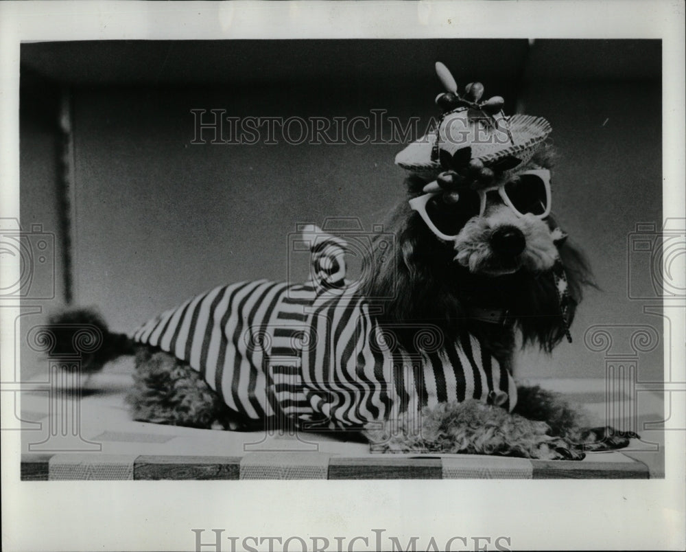 1967 Press Photo Carioca Poodle Dog Fashion Clothing - RRW88699 - Historic Images