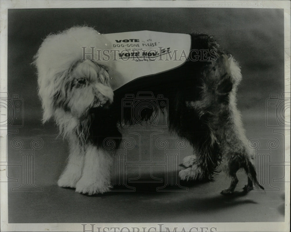 1968 Press Photo Fido Supporting Vote Coat - RRW88709 - Historic Images