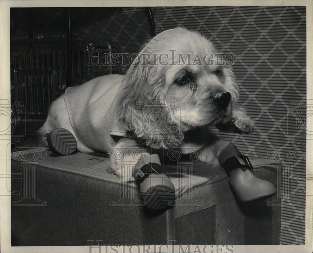 1956 Press Photo Dog Dress Step Wears Wool Jacket Rubbe - RRW88711 - Historic Images