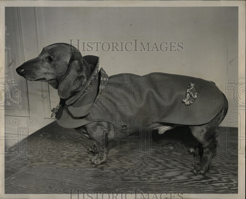 1952 Press Photo Fleese Doggis Fashions - RRW88713 - Historic Images