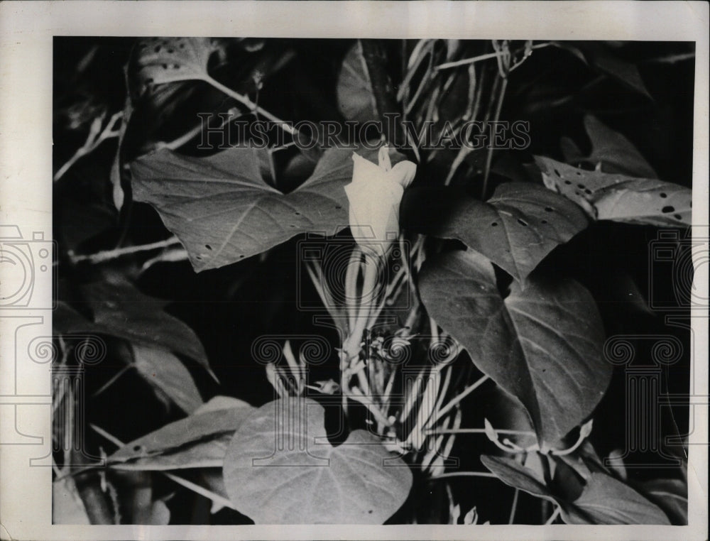 1956 Press Photo Moonflower Plant - RRW88731 - Historic Images