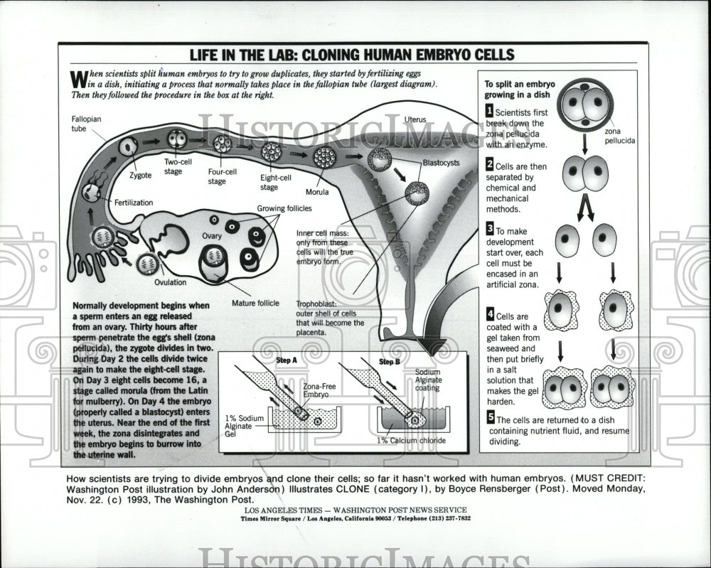 1994 Press Photo Cloning - RRW89003 - Historic Images