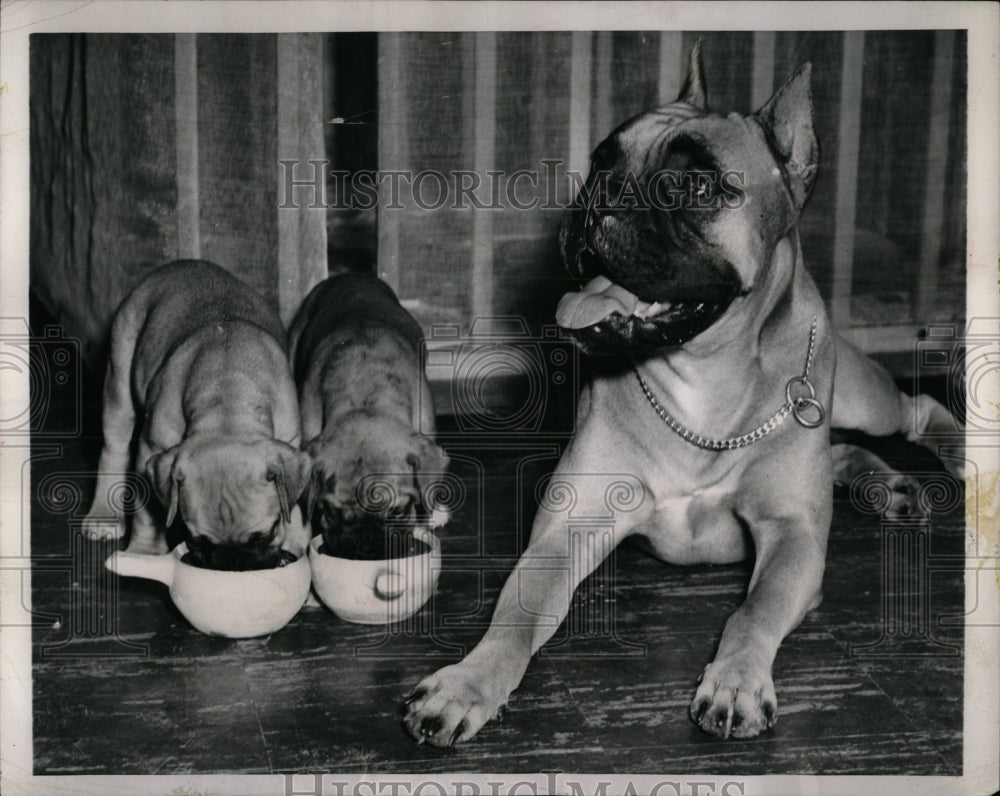 1953 Press Photo Boxer Looks After Homeless Pups - RRW89061 - Historic Images