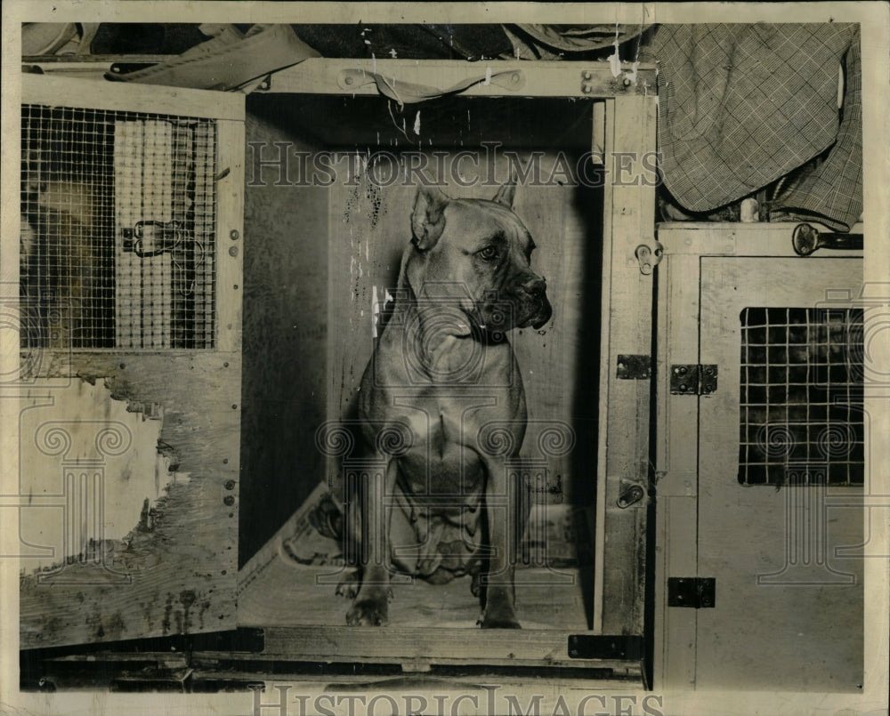 1936 Press Photo Doghouse Girl Maitland Boxer Internati - RRW89063 - Historic Images