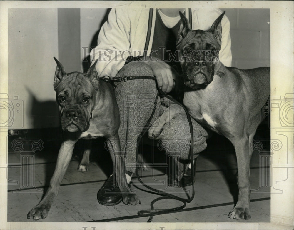 1959 Press Photo Ethel Hollearn Breeder Boxer Dogs - RRW89067 - Historic Images