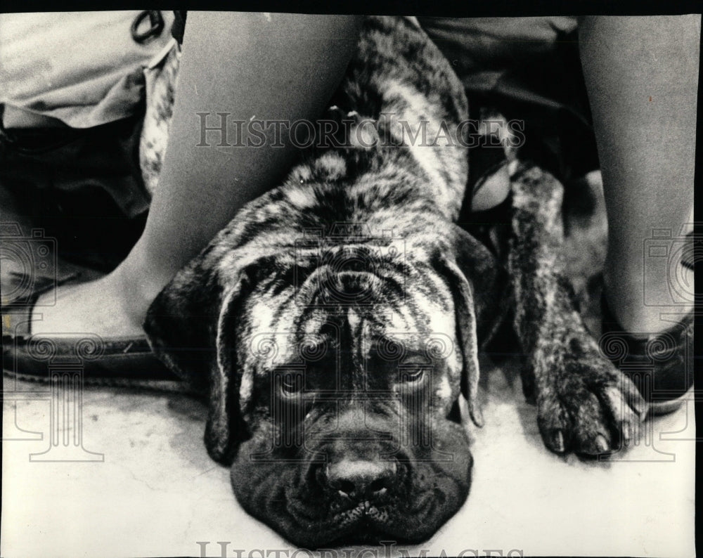 1988 Press Photo Mellow Mastiff Dog At Chicago Dog Show - RRW89071 - Historic Images