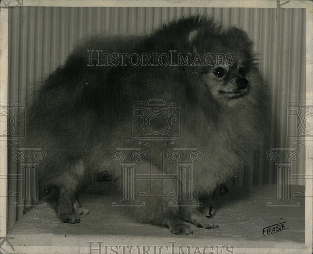 1950 Press Photo Pomeranian Dog England - RRW89073 - Historic Images