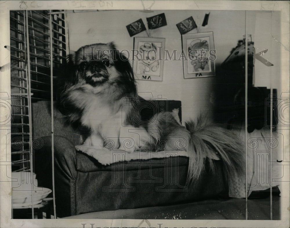 1946 Press Photo Susie Breeding Dog Pet Animals - RRW89077 - Historic Images