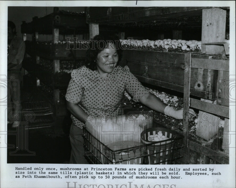 1988 Press Photo Princeton farm employee Peth Khammibou - RRW89369 - Historic Images