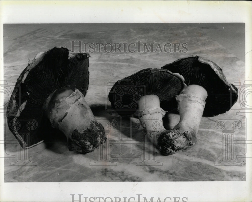 1992 Press Photo Portobello Mushrooms - RRW89377 - Historic Images