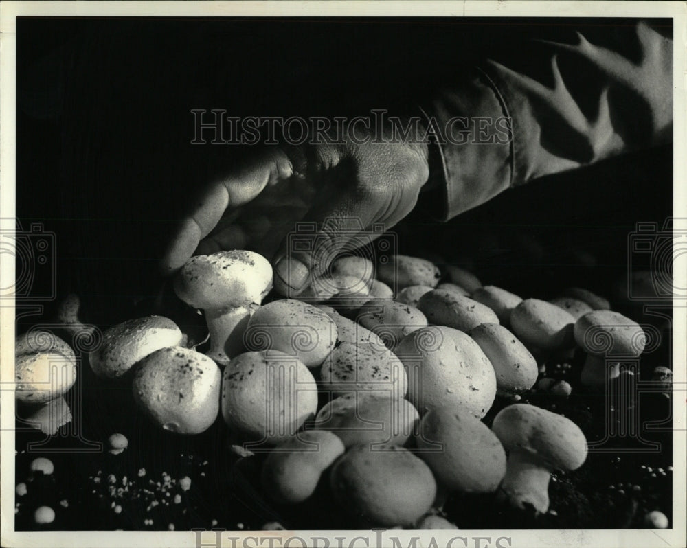 1980 Press Photo Mushroom Fleshy Spore Food Soil Luis - RRW89385 - Historic Images