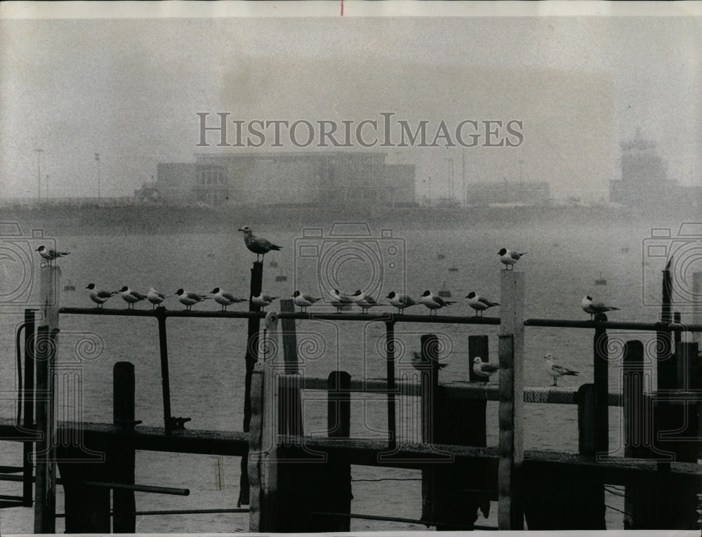 1968 Press Photo Herring Banaparte Gulls Burnham Harbor - RRW89845 - Historic Images