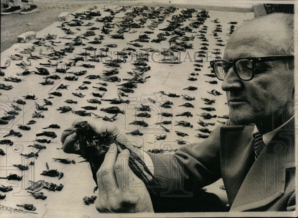 1972 Press Photo Dr Examining Dead Bird Chicago - RRW89905 - Historic Images