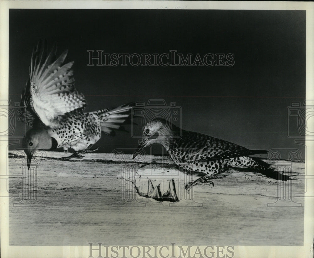 1964 Press Photo Western Red-shafted Flicker Woodpecker - RRW89923 - Historic Images