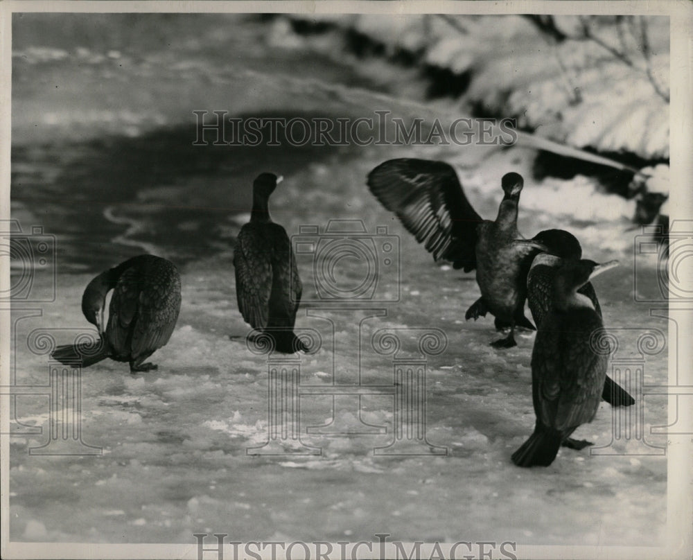 1947 Press Photo Birds at Lincoln Park - RRW89931 - Historic Images