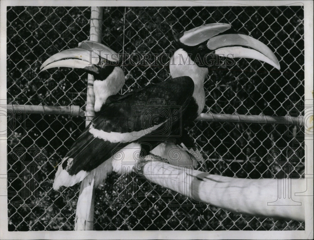 1956 Press Photo Fleishhacker Zoo New Pair Hornbills - RRW89951 - Historic Images