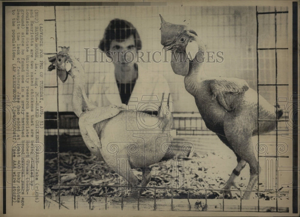 Press Photo Chickens being studied LSU Research - RRW90077 - Historic Images