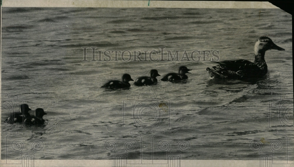 1974 Press Photo Mother Mallard Duck Ducklings Swimming - RRW90257 - Historic Images