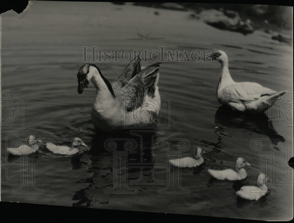 1930 Press Photo African Dewlap With Muscovy Ducklings - RRW90259 - Historic Images